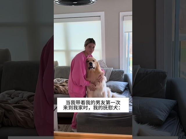 抚慰犬：这个糟男人是谁？ 我的萌宠萌宠出道计划治愈精神抚慰犬狗狗@DOU+小助手