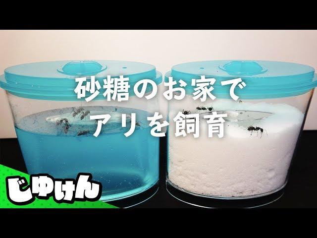 夏の自由研究「蟻の巣を全部砂糖にしたらどうなるの？」【飼育キット】【研究】