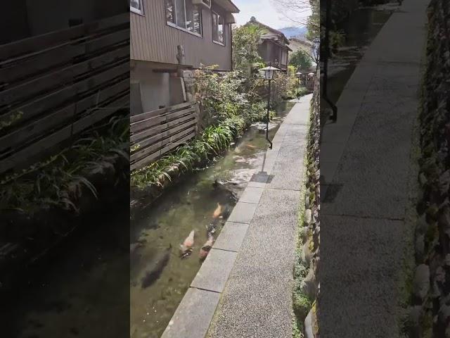 A street in Japan where a roadside channel is like an aquarium