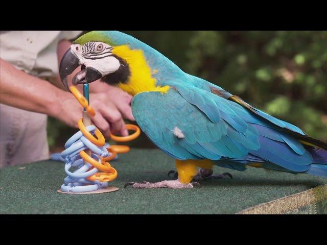 Clever parrot sets new Guinness World Record