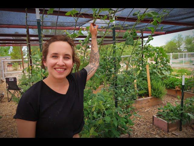 Garden Tour of My DESERT FOOD FOREST