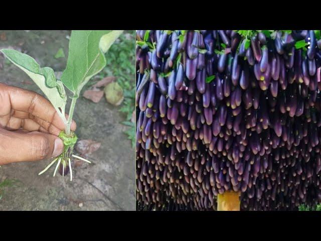 Grow this way and eggplant produce more fruit than you can imagine, growing eggplant with alovera