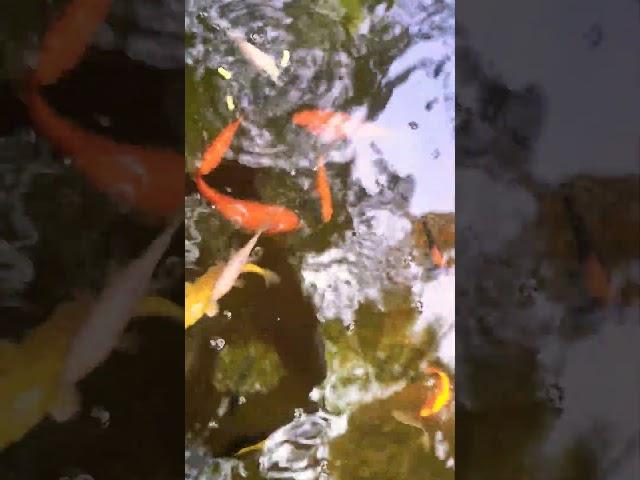 Feeding Frenzy: Koi Chaos Unleashed!