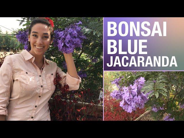 Dwarf Jacaranda is a great accent for your yard | Sara Bendrick