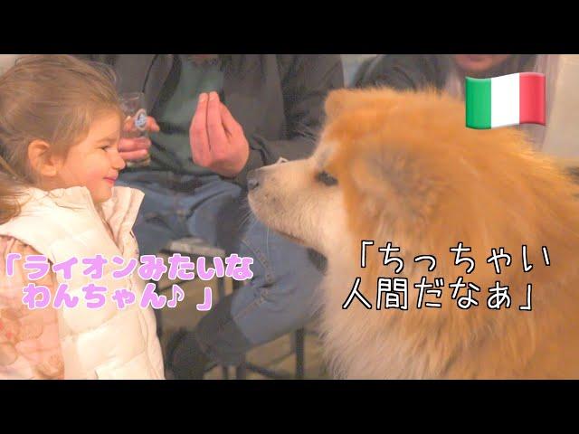 Akita Inu "SANGO" meets a cute Italian girl.