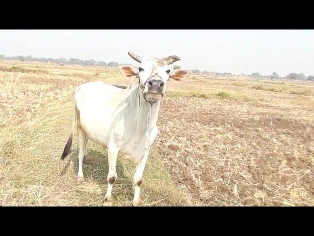 #r2frichyt #mere #video #e #shortsvideo #recipe 