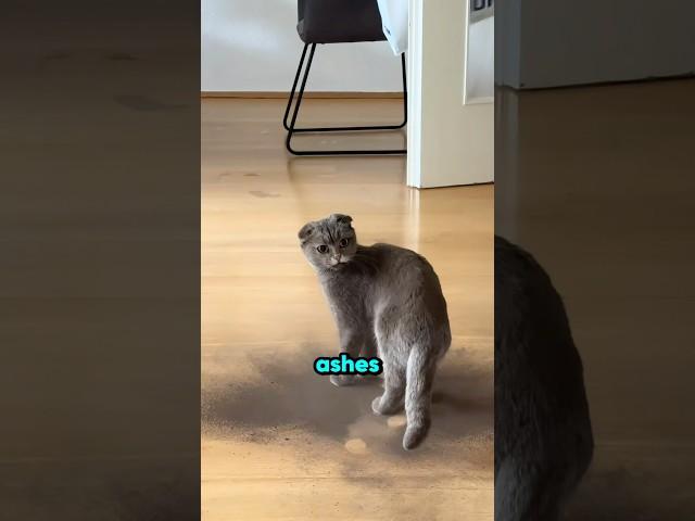 This Cat Changed Colors!