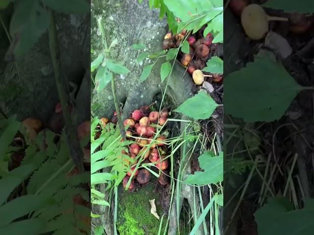 Dapat buah tin di hutan #berpetualang #buahlangka