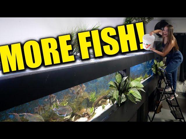 MORE FISH added to the 16 foot aquarium!! the king of DIY