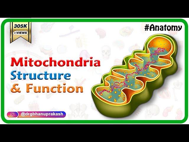 Mitochondria structure and function  | Cell Physiology medical animation