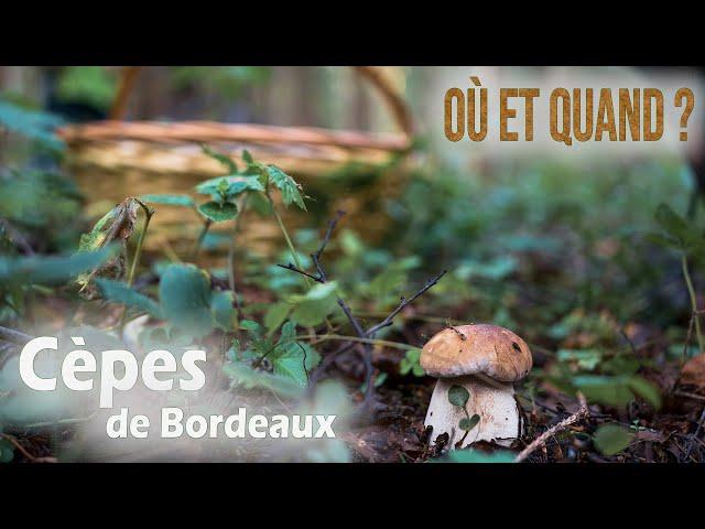 Où trouver des cèpes ? Quand trouver des cèpes ? Mes conseils !