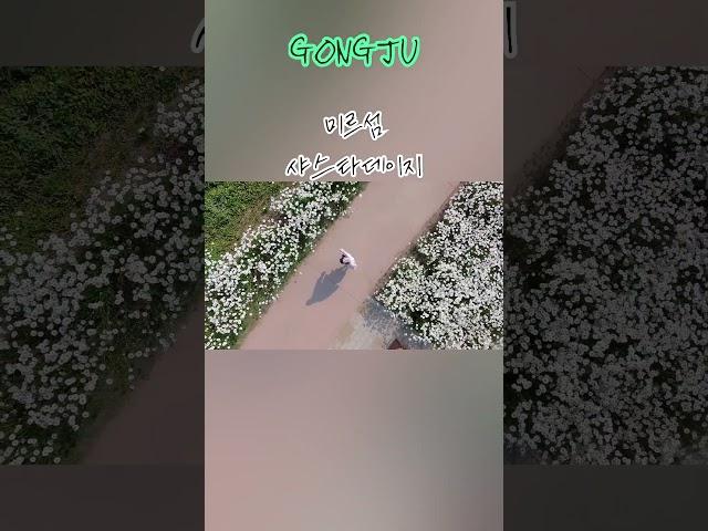 공주 미르섬 샤스타데이지 #공주#미르섬#샤스타데이지 #gongju #부소산성 #korea #mirisaland #daisy