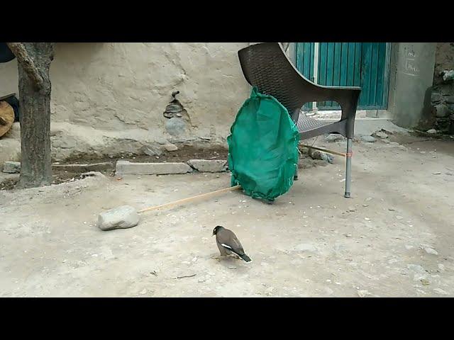 How to make creative birds trap  / bird trap technology / Desi jogar / simple birds trap |