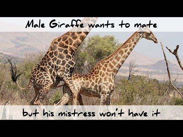 Male Giraffe wants to mate but his Mistress won't have it