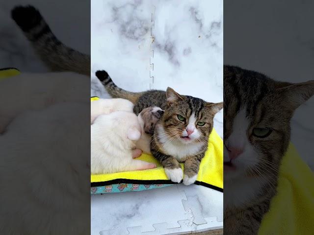 Adorable kitten adopts 3 puppies, the puppies think of the kittens as their mothers  