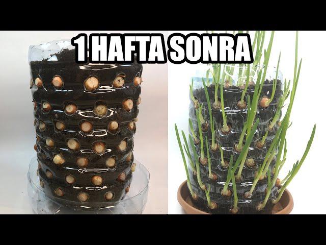 How to Grow More Than 100 Spring Onions | in a Pet Bottle ?