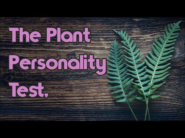 Personality Test: The Potted House Plant