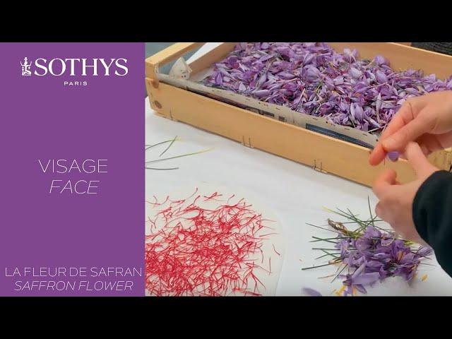 La science Sothys Paris : Les polyphénols de fleur de safran