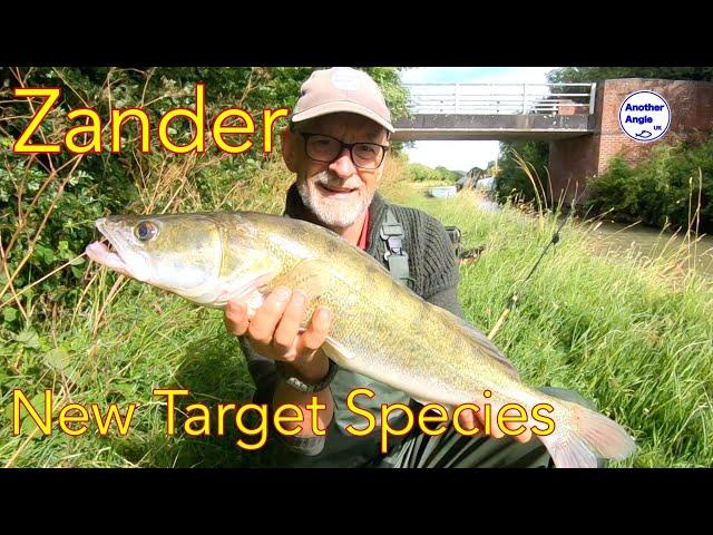 Zander fishing : First Zander to the net : Dead bait on the canal : Predator Fishing #zanderfishing