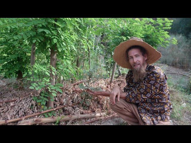 From a Dry Field to a Lush Food Forest in 18 Months