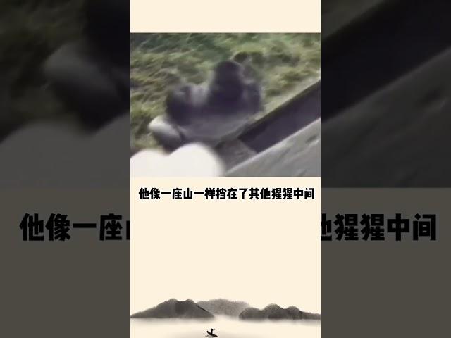 如果你是大猩猩，会救小孩吗？#世界 #故事
