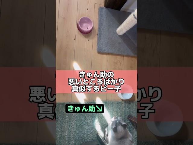 きゅん助の悪いとこばかり真似するピー子。 #cat #猫のいる暮らし #shorts