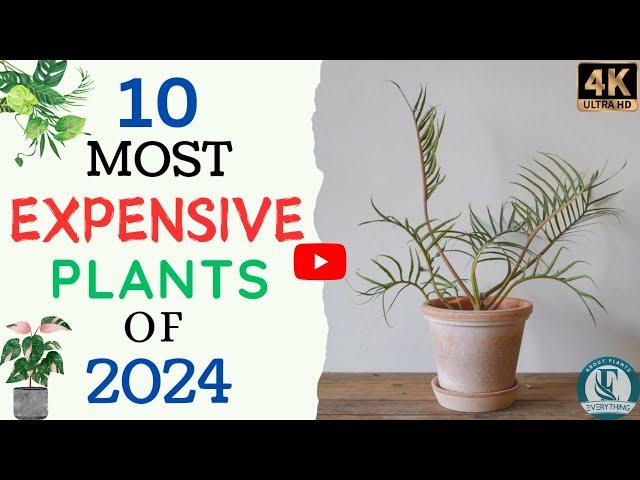 Top 10 Most Expensive Houseplants Of 2024 | Rare HousePlants |  Expensive Plants Around The World.