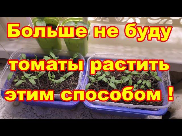 Ранний посев индетерминантных томатов сразу в большие емкости не годится