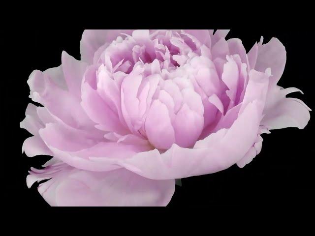 Pink flowers blooming meditation &relaxing music