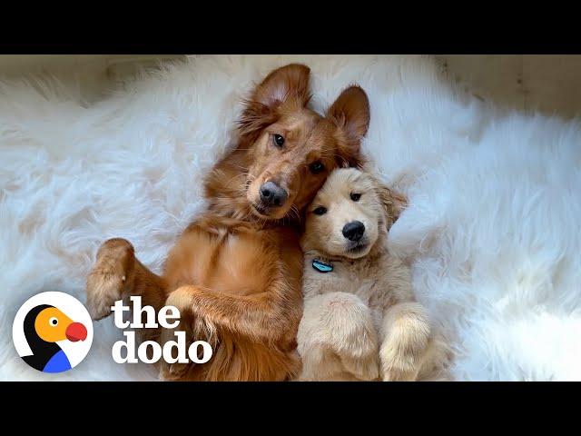 Golden Retriever Finally Gets Her Dream Of Becoming An Older Sister | The Dodo