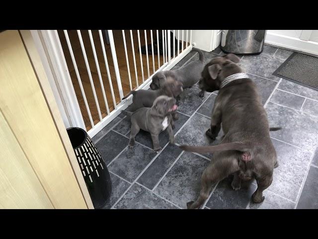 Blue Staffordshire Bull Terrier Puppy Play Fighting With Mum