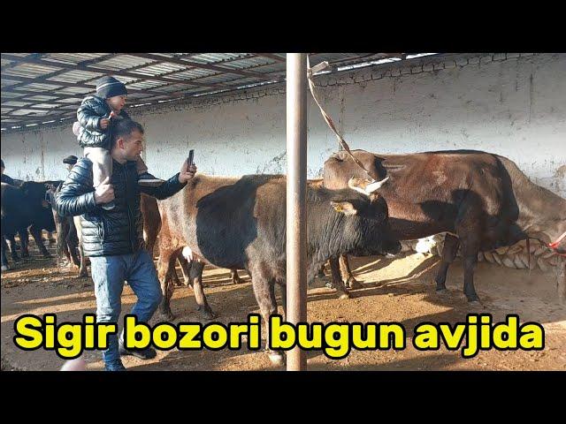 Tergachi mol bozori sigirlar narhlari bilan tanishing 22.11.2024yil