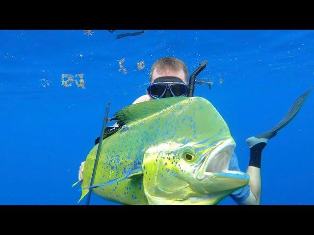 Spearfishing for Bull Dolphin {Catch Clean Cook} Gourmet Dorado Fingers