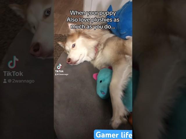 HUSKY TAKES ALL MY PLUSHIES… #gaming #gamer #lgbtgamer