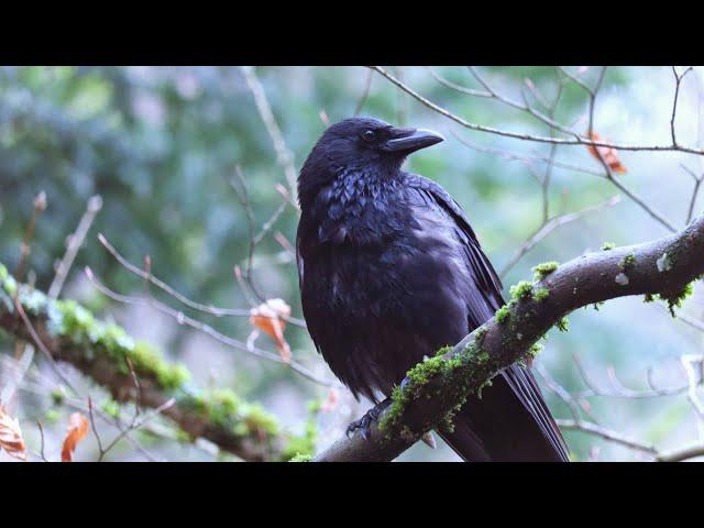 Crows: Peaceful Moments On A Windy Day | Nature Film