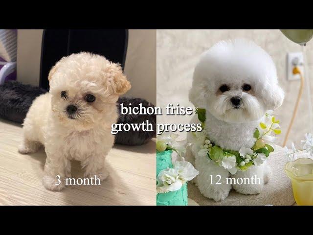 미니 비숑 프리제 성장과정 강아지 3개월부터 12개월까지 변천사 귀툭튀 미용 (Bichon frise growth process)