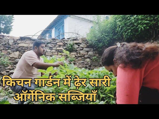 किचन गार्डन में ढ़ेर सारी ऑर्गेनिक सब्जियाँ || simple Village Life ll #nigrali #nainital #vlog