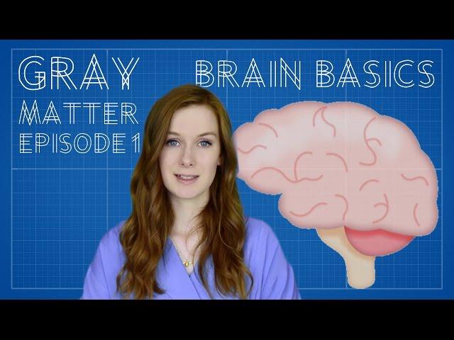 Brain Basics