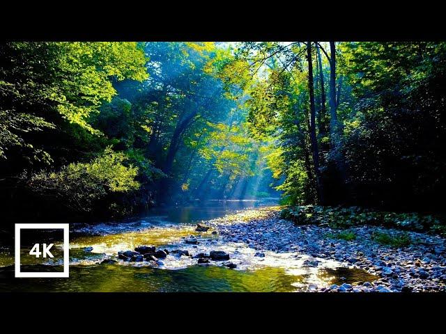 4K Forest River Nature Sounds - Gentle Stream, Birdsong & Sunlight | Relaxing Ambience for Sleep