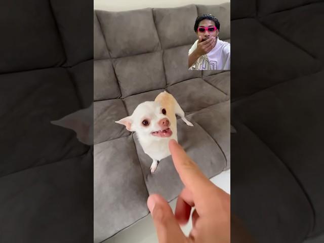 #helpvaiii#funny #shortsfeed #chhagalnaiya #pets #cutedog #doglife #shortsfeed