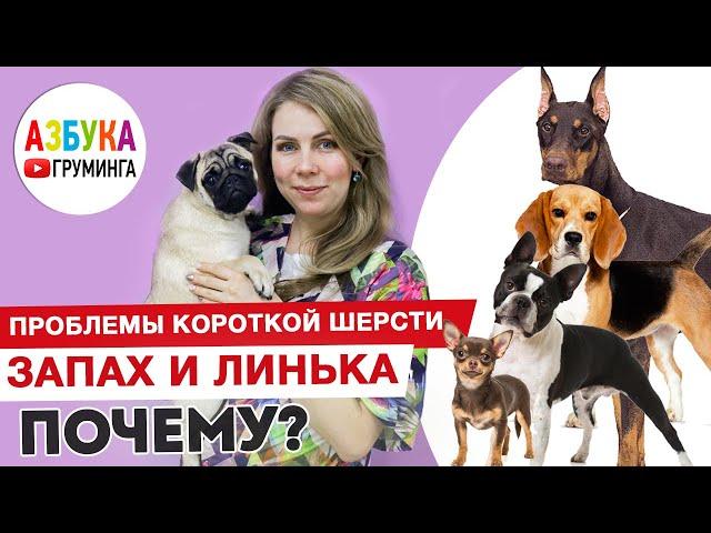 Груминг мопса. Короткая шерсть - линька и как убрать запах.