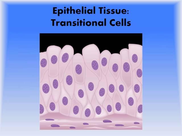 MBC Vet Tech Online Review 2.1 - Epithelial Tissue