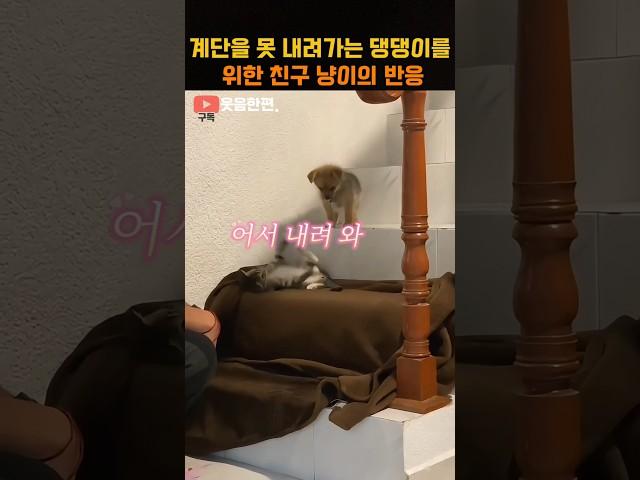 계단을 못 내려가는 댕댕이를 위한 친구 냥이의 반응