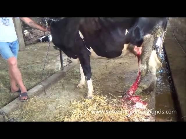 Veterinarian Treats Abscess in Dairy Cow- Watch the process