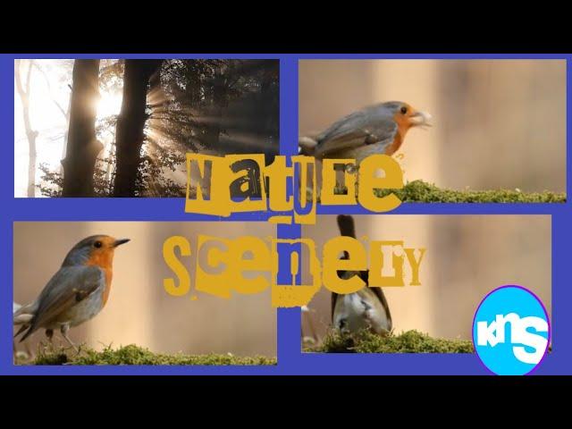 Relaxing Video || Nature Scenery || Best Video Scenery || Sleep Music || Scenery Video || Nature