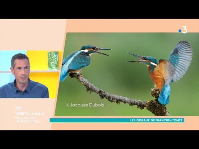 Ornithologie : un livre sur les oiseaux de Franche-Comté