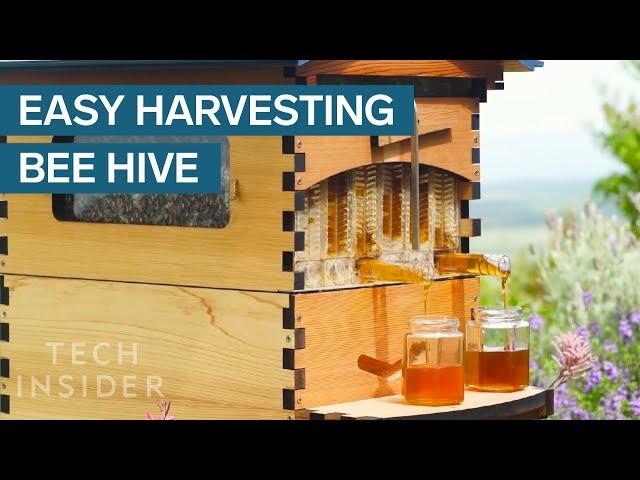 Crowdfunded Beehive Provides Honey On Tap