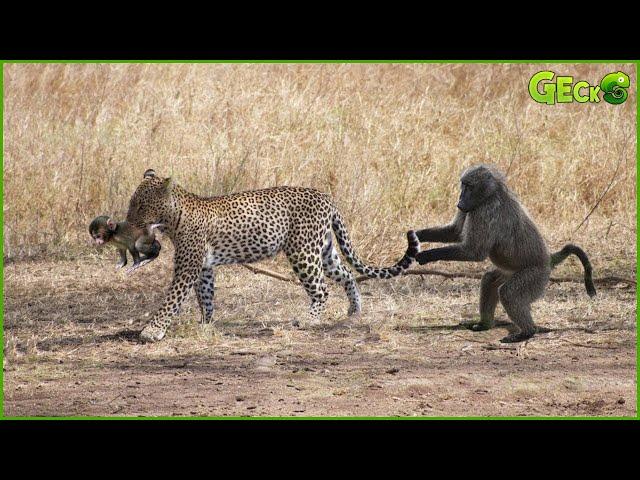 Poor Mother Baboon Can't Protect Her Baby, Watching Leopard Steal Baby In Front Of Her