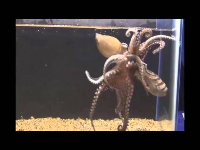 Behavior and Body Patterns of the Larger Pacific Striped Octopus