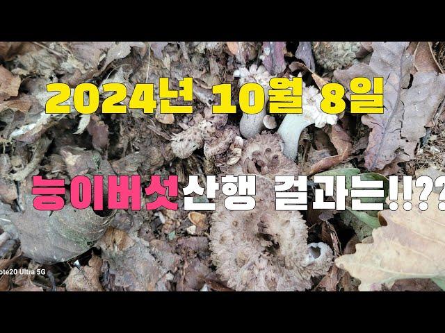 2024년 10월 8잏 능이버섯산행중 능이버섯과 노루궁뎅이버섯 칡느타리버섯  만나고 왔어요